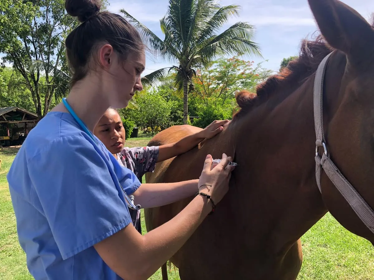 Veterinary student giving a horse an injection