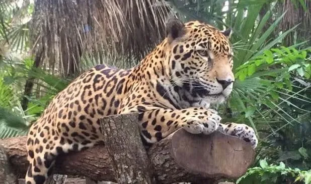 Jaguar resting on a tree trunk